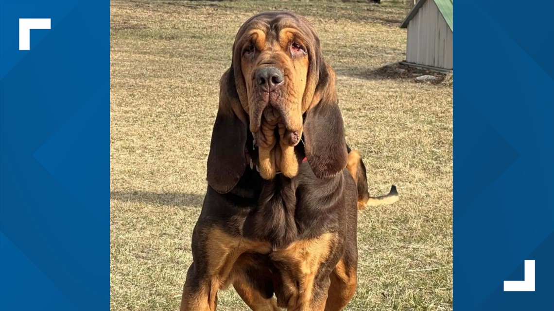 'If it wasn't for them, this rescue would be closing' | Two East TN companies donate HVAC unit for bloodhound rescue - Vimarsana News