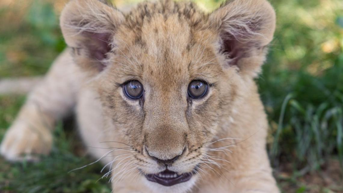 Officials with the zoo said the lion cub, born on Feb. 17 to first-time parents, is named Bisky.