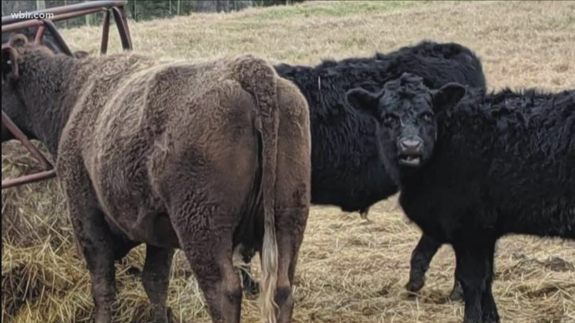 Officials in Jefferson County are seeking help finding the brown cow.