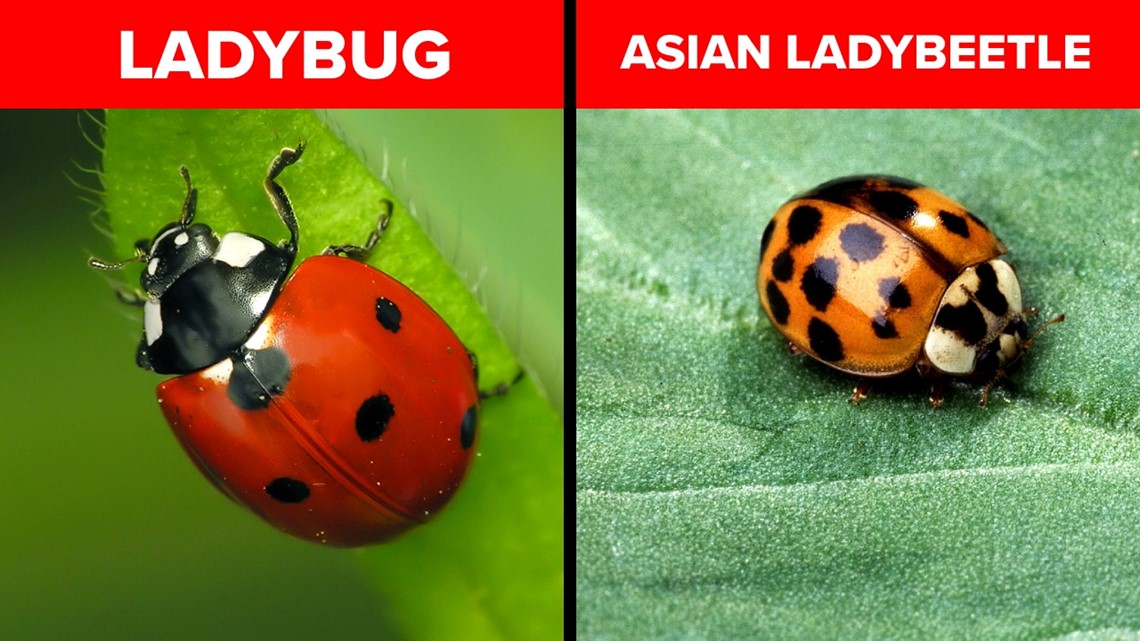 Ladybugs in your home? It's likely the 'Halloween beetle