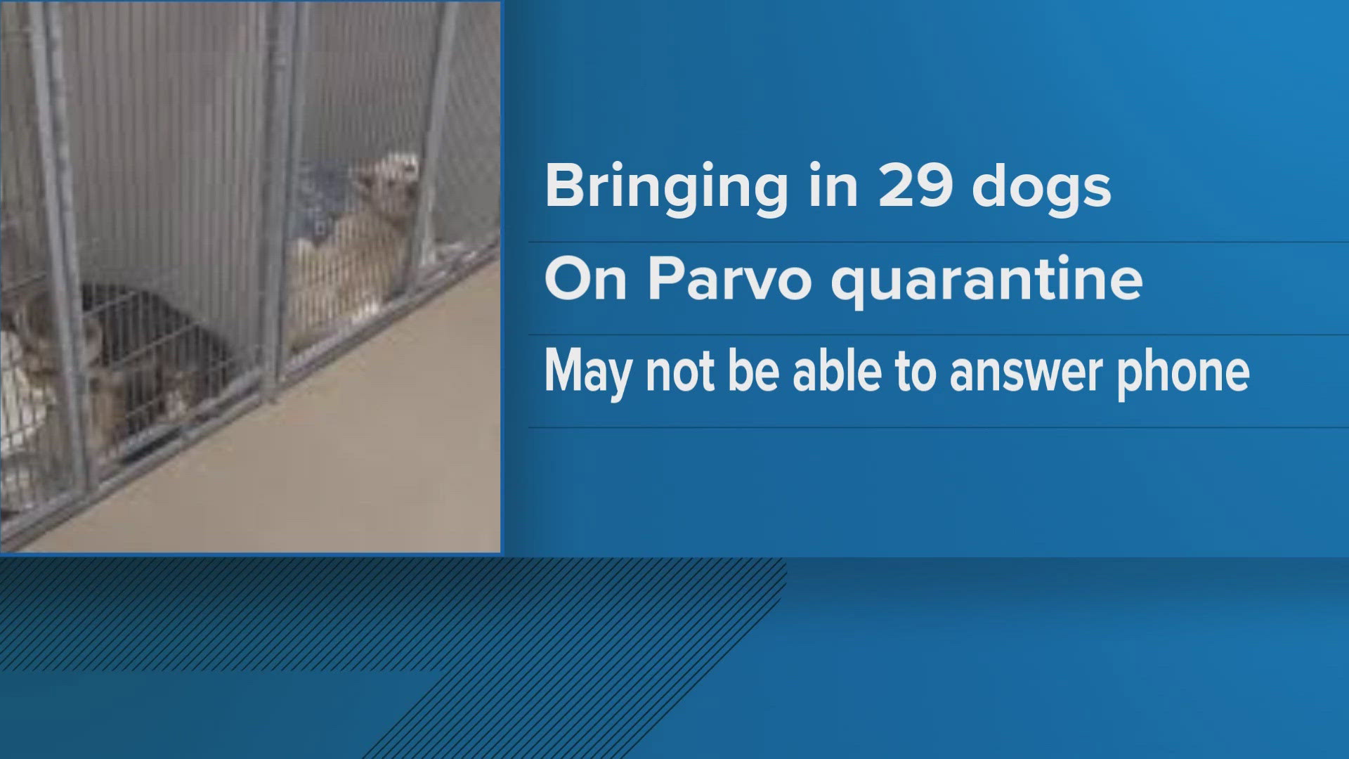 The shelter said it is already full and is trying to keep parvo from spreading among its animals.