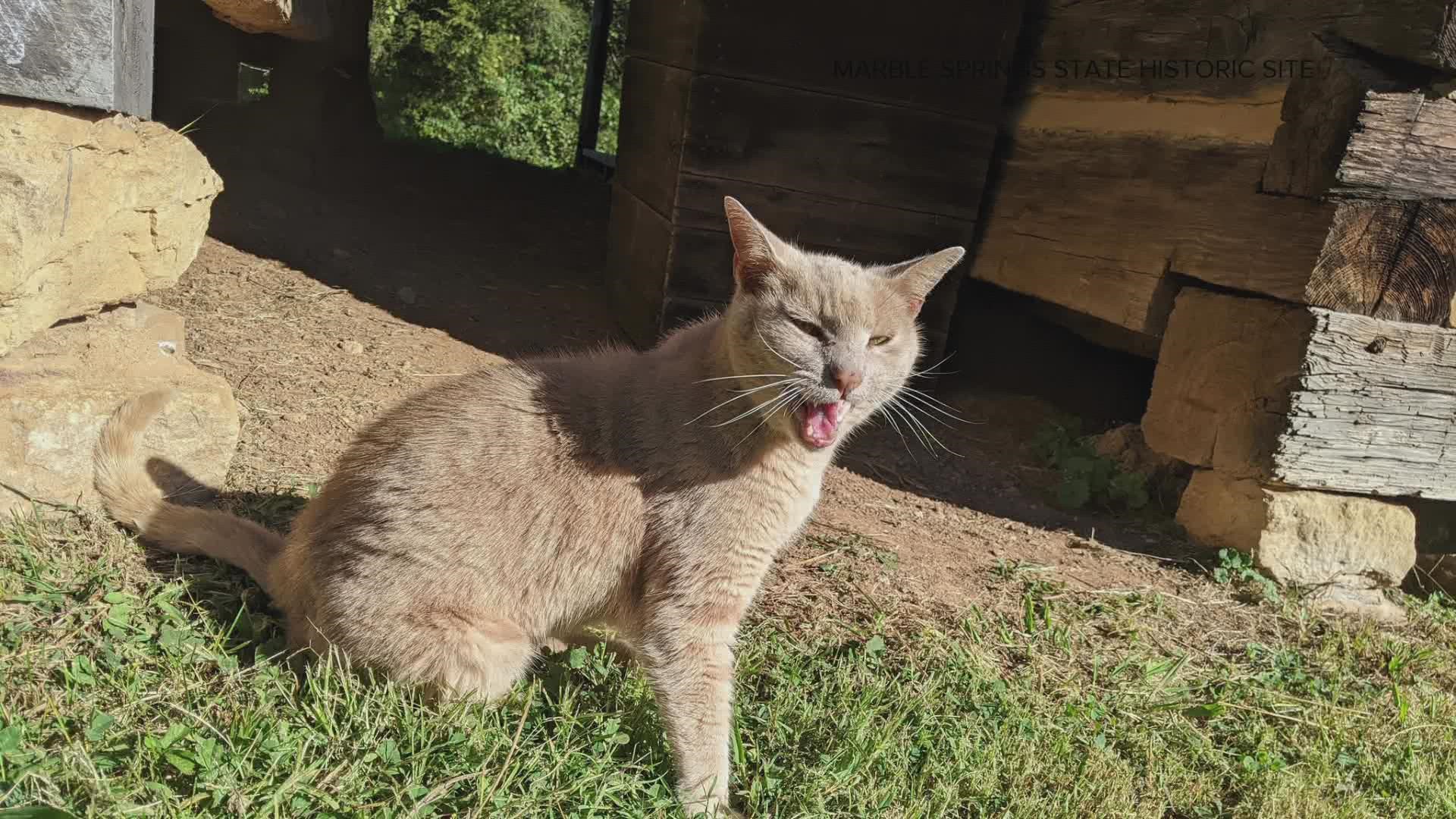 Cinnamon the cat is missing, the Marble Springs site posted on social media. They said the cat has been missing for over 2 weeks.