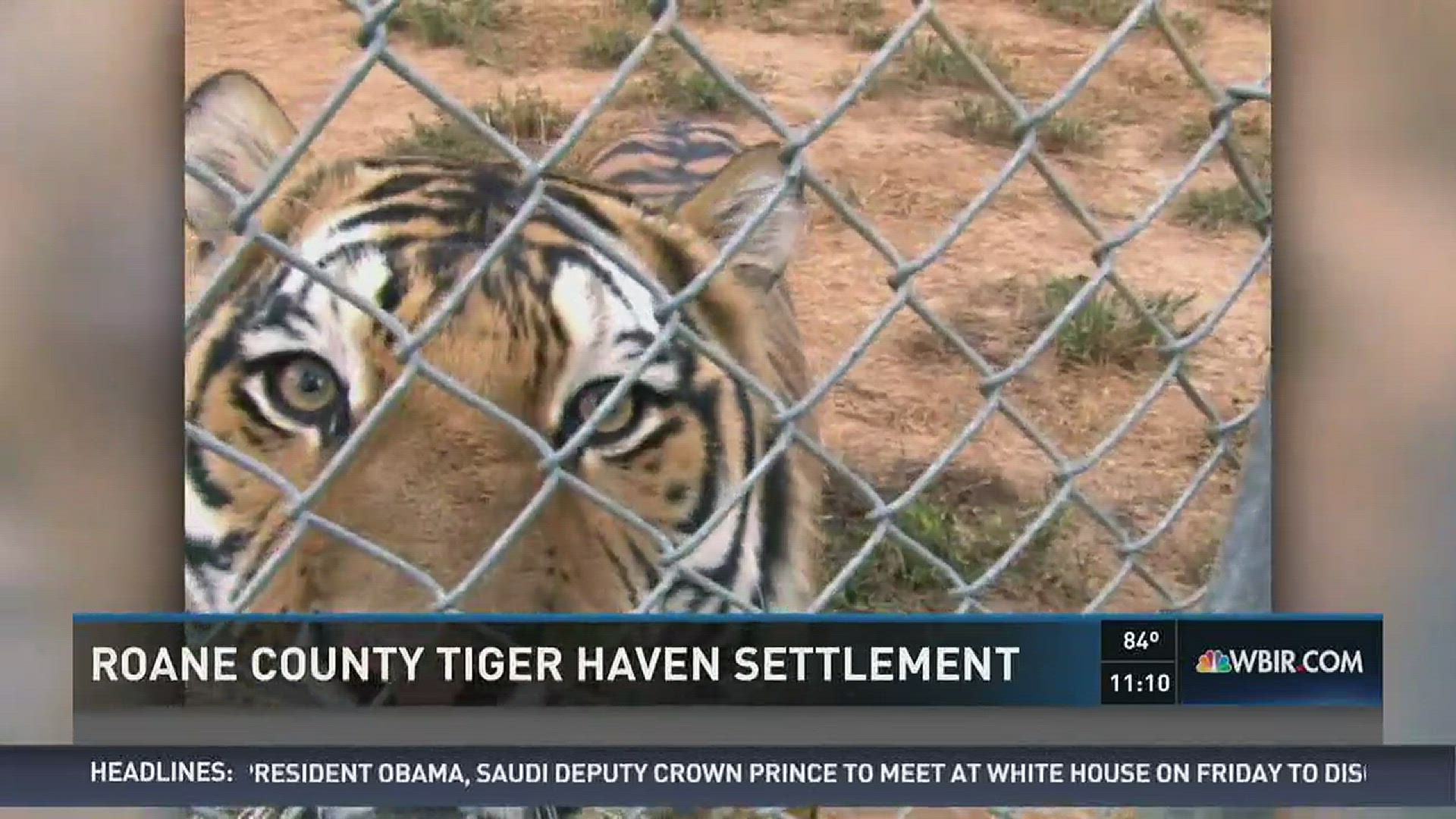Roane County commissioners have cleared the way for the county executive to resolve an ongoing dispute with the Tiger Haven sanctuary over a  fence.