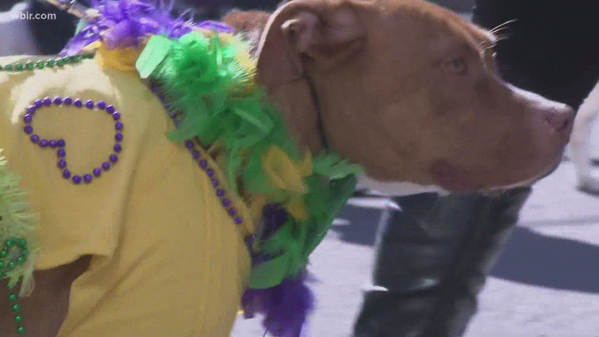 It's every dog lover's favorite parade — Mardi Growl! Officials said they plan for the annual parade to return later this year.