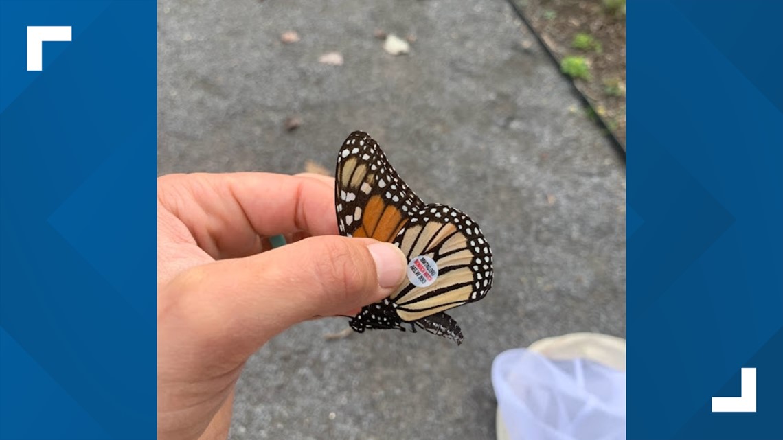 UT Gardens tags and releases butterflies - Vimarsana News