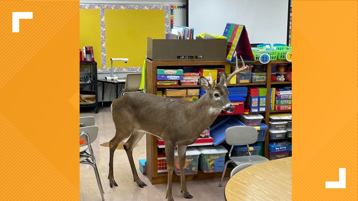 Buck breaks into elementary school in Tennessee - Vimarsana News