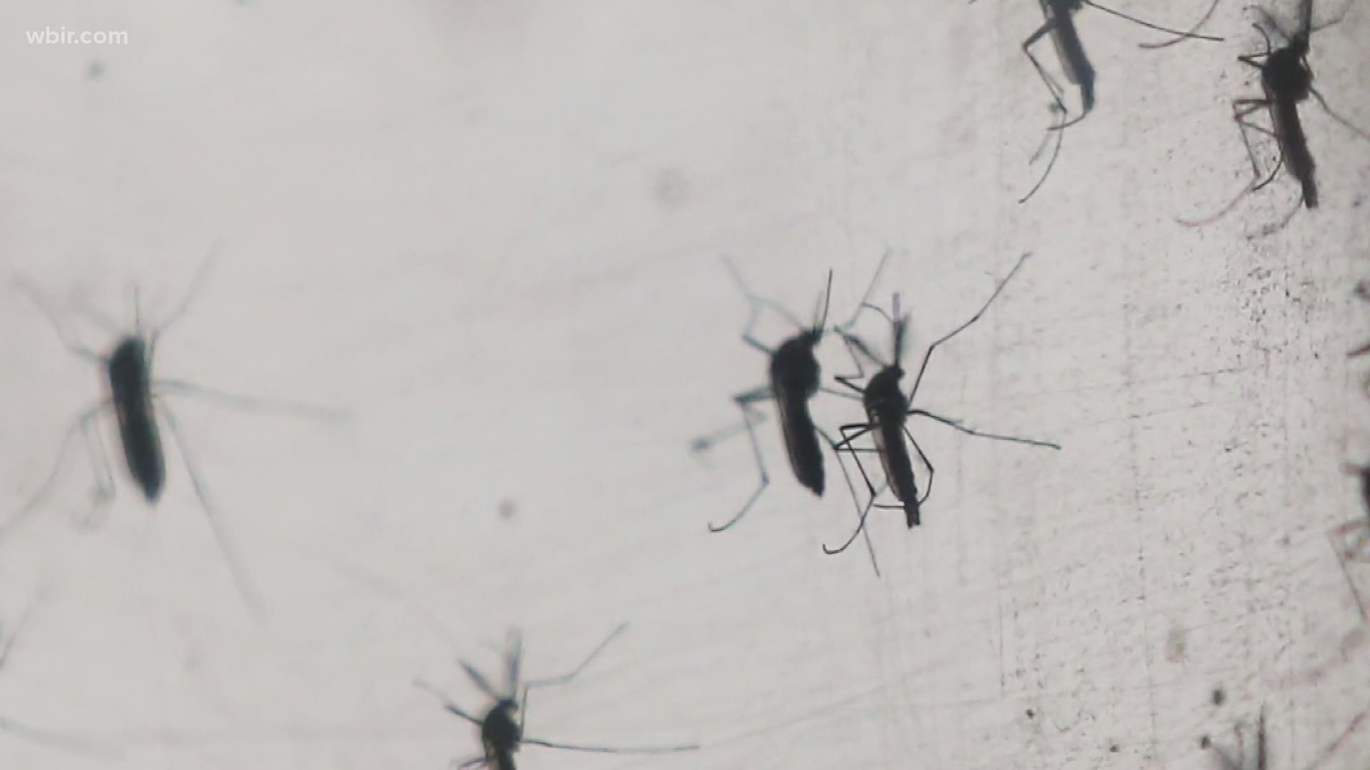 If you've been outside recently, you likely noticed that the mosquitoes are back in East Tennessee.