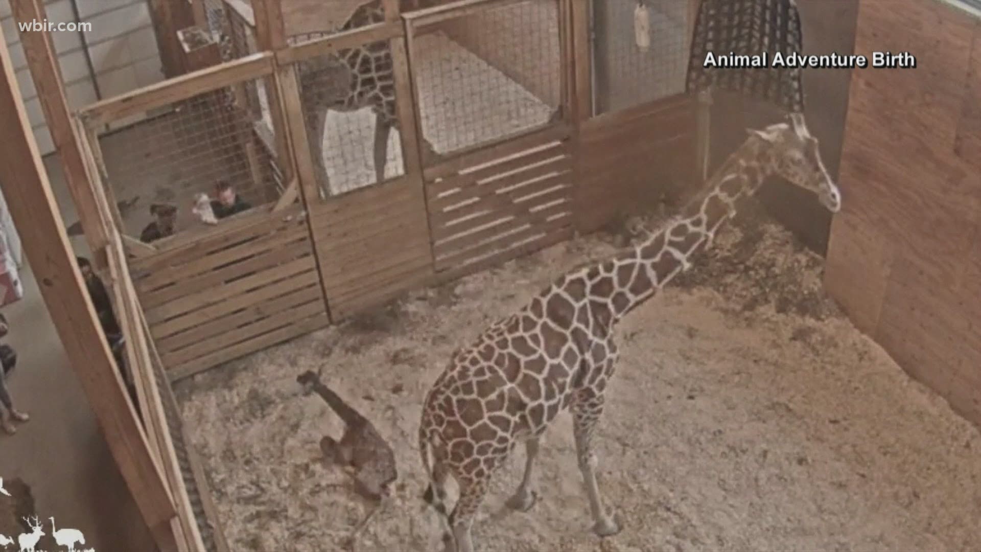 April the giraffe dies nearly 4 years after viral pregnancy 