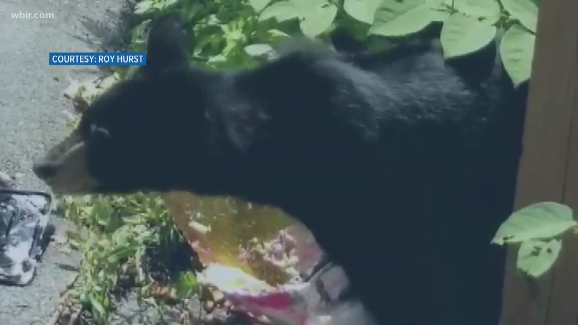 New video shows a bear eating trash in Gatlinburg. The TWRA says to prevent this problem, keep your trash in bear-proof containers, don't leave pet food outside and remove bird feeders.