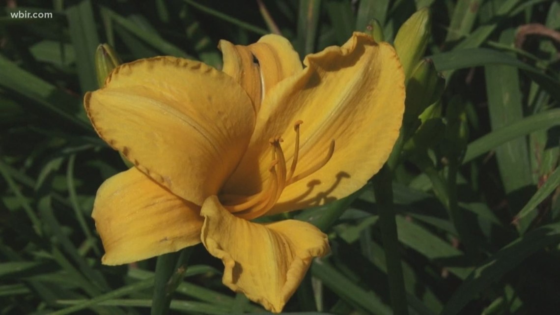 Oakes Daylilies festival blooming in Corryton this weekend