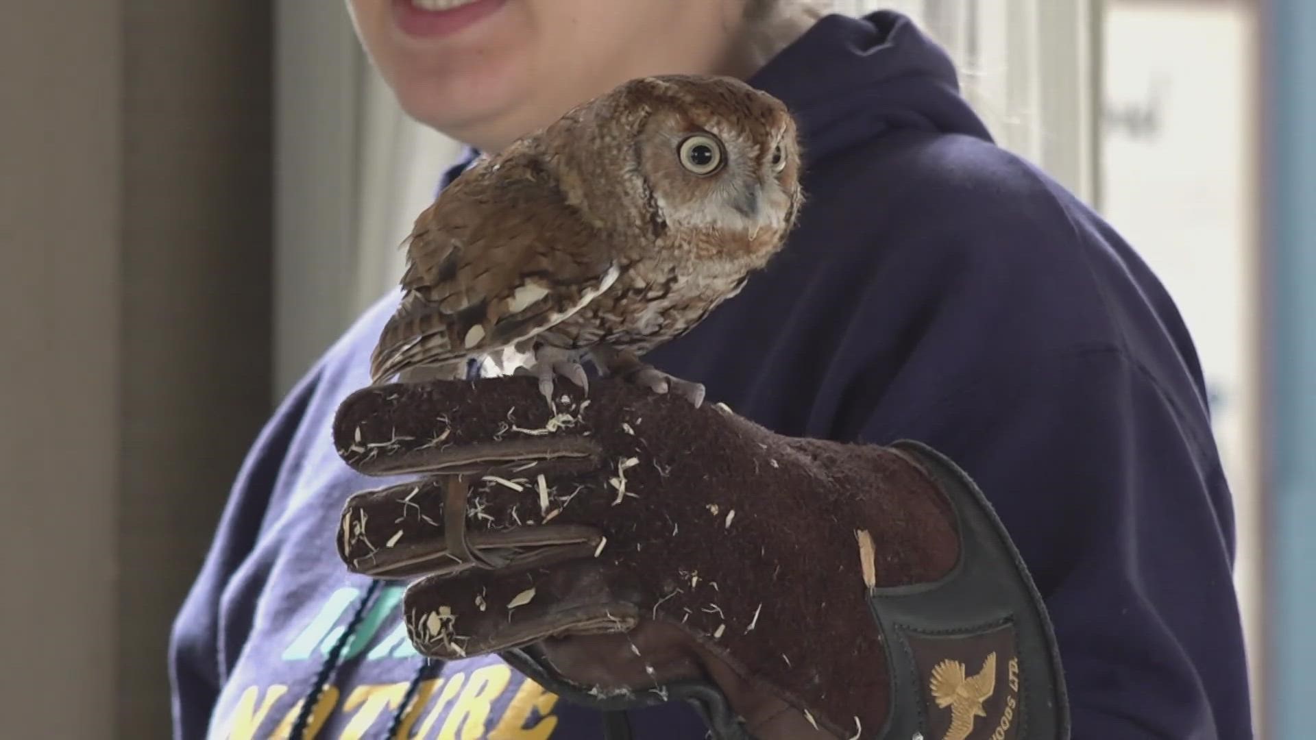 People were able to paint with Jack while learning about the role owls play in nature.