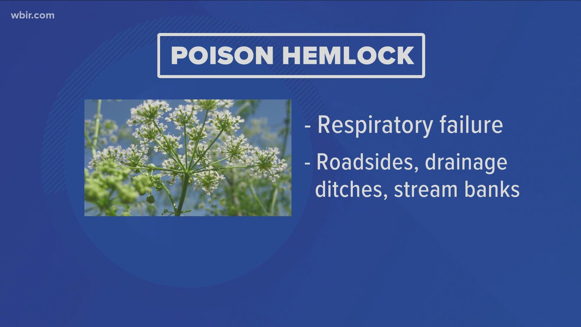 Experts have a reminder: be aware of some common poisonous plants in Tennessee and don't touch them -- including  hemlock and horse nettle.