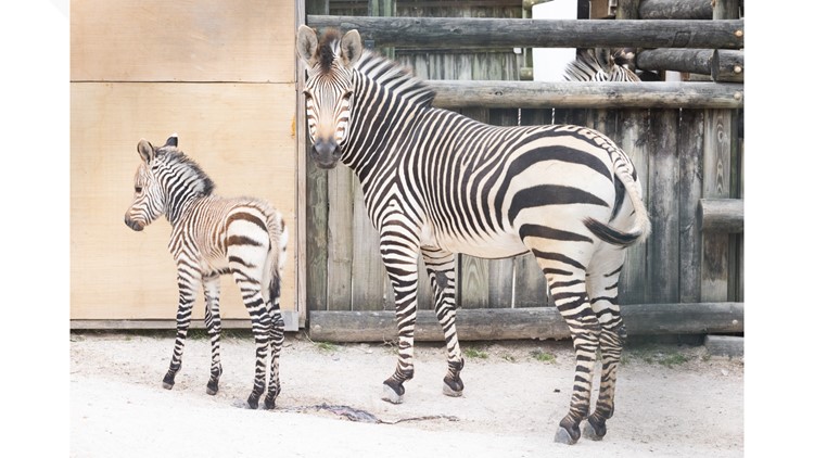Zoo Knoxville welcomes baby mountain zebra