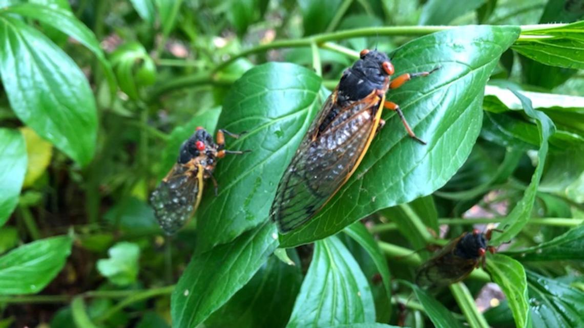 Answers to your questions about Brood X cicadas: How long can we expect ...