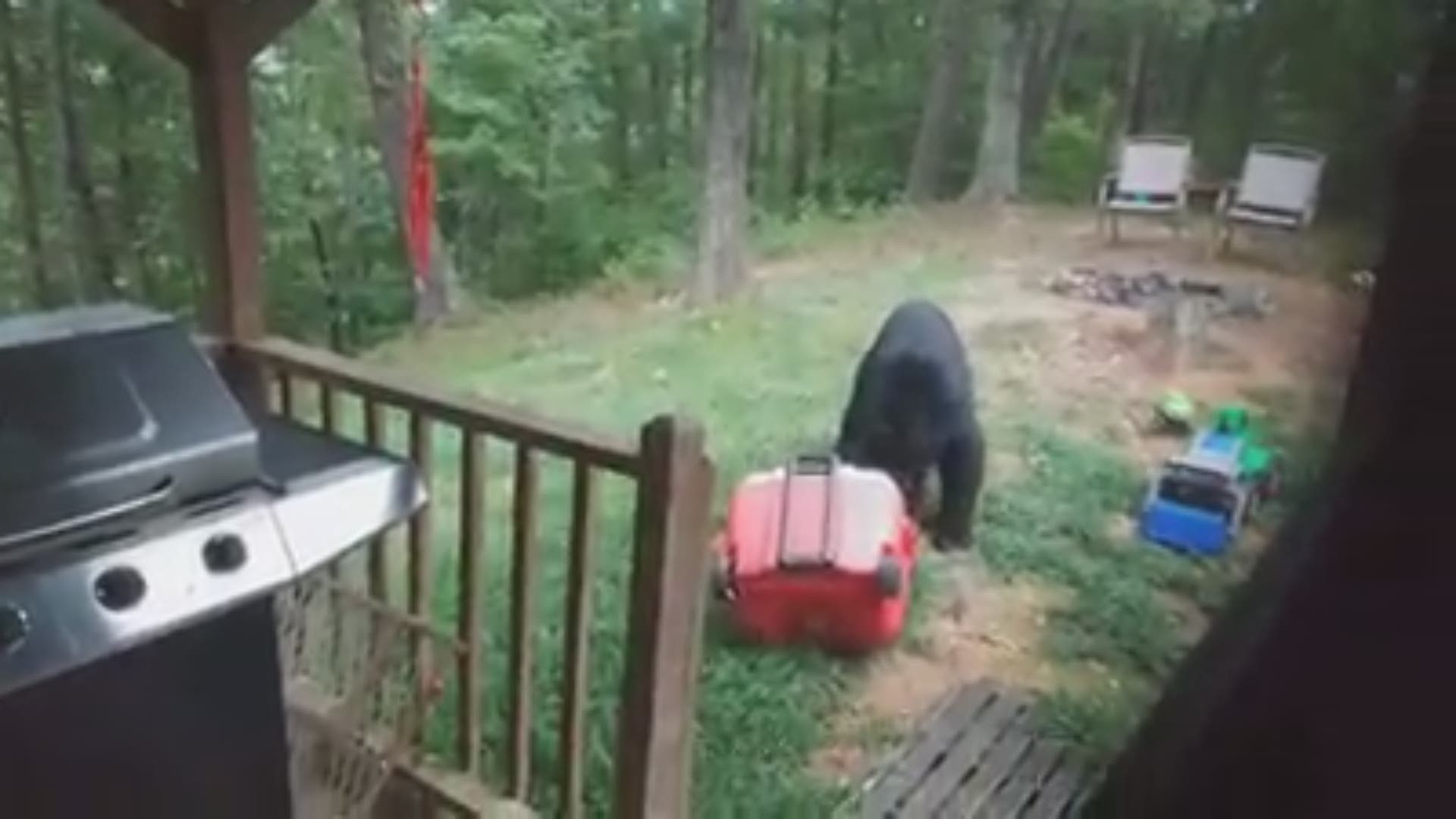 Bear steals shop dog food