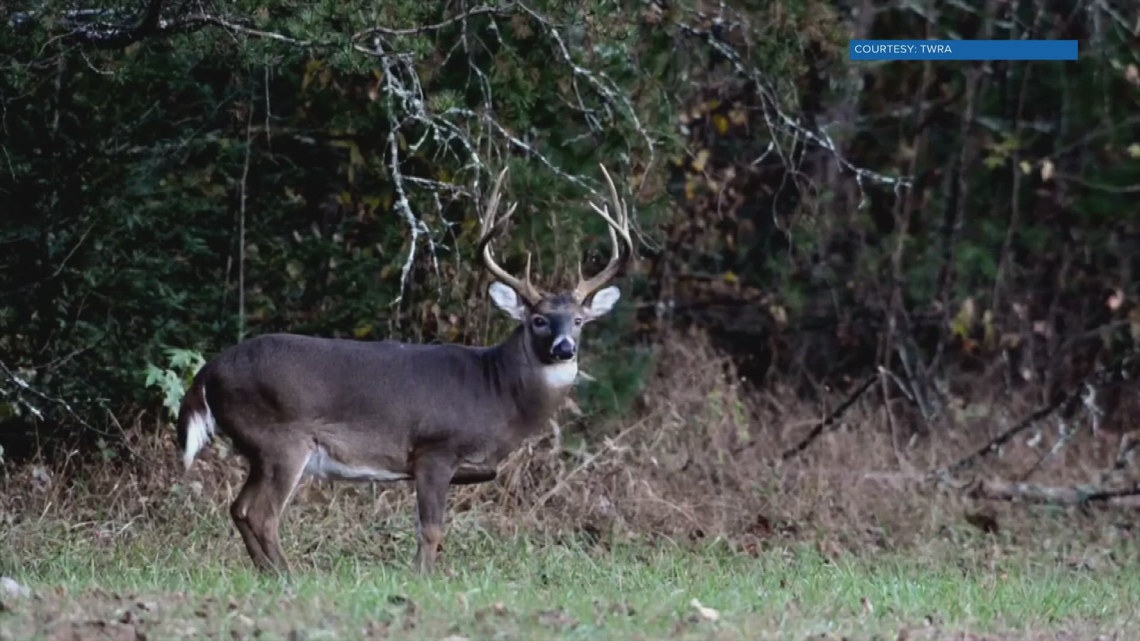 Chronic wasting disease detected in Middle Tennessee deer