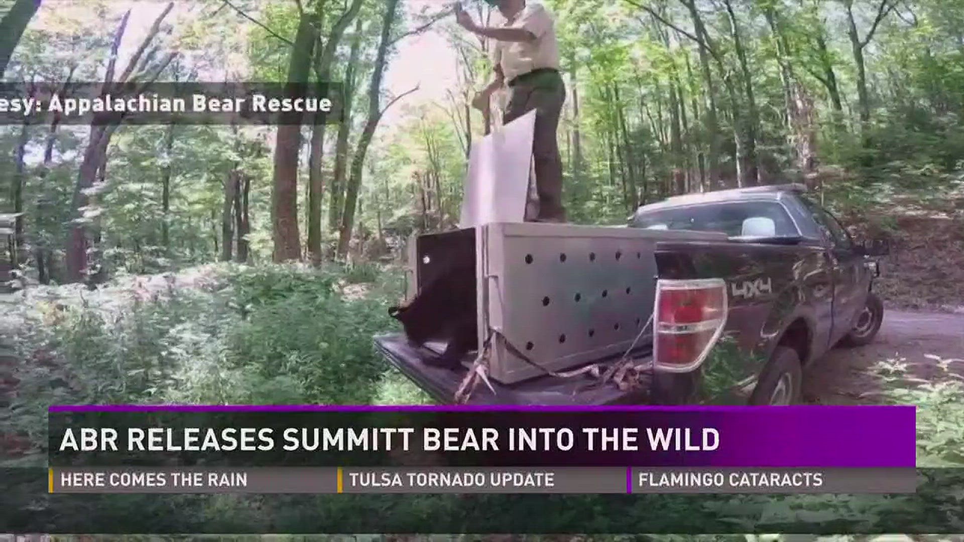 Aug. 7, 2017: Four months after he first came to Appalachian Bear Rescue, Summitt Bear was released back into the wild.