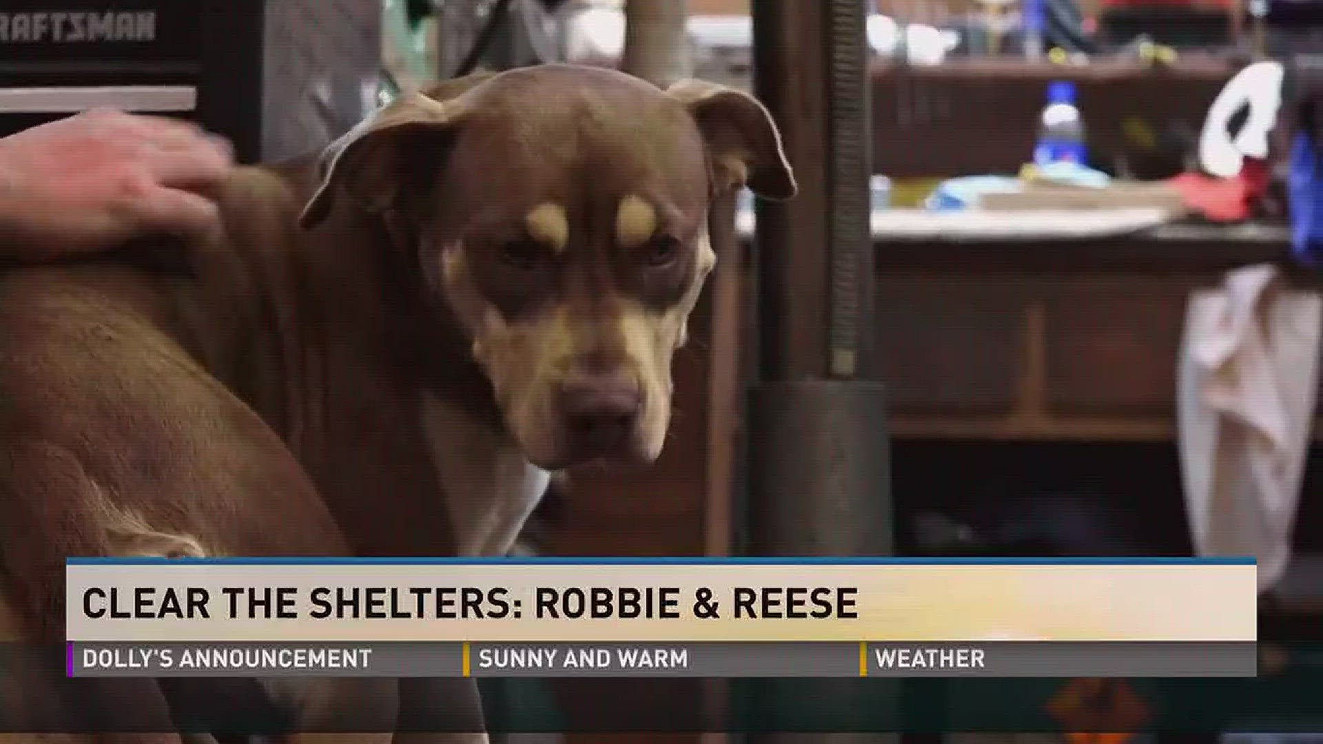 Robbie struggled with intense PTSD before he met Reese. The adopted pup is now his ray of sunshine.