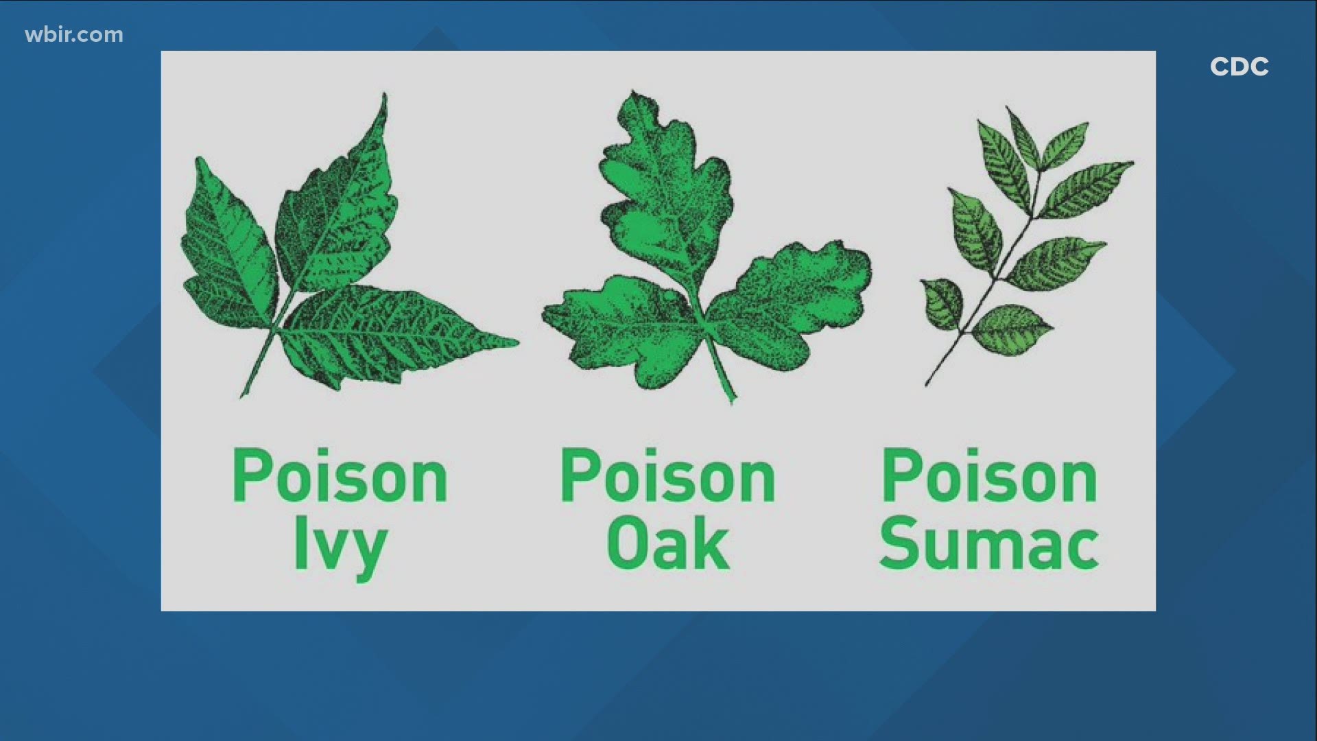 Leaves of three, let it be! Officials are warning people to watch out for poison ivy as more people spend time outside during the summer.