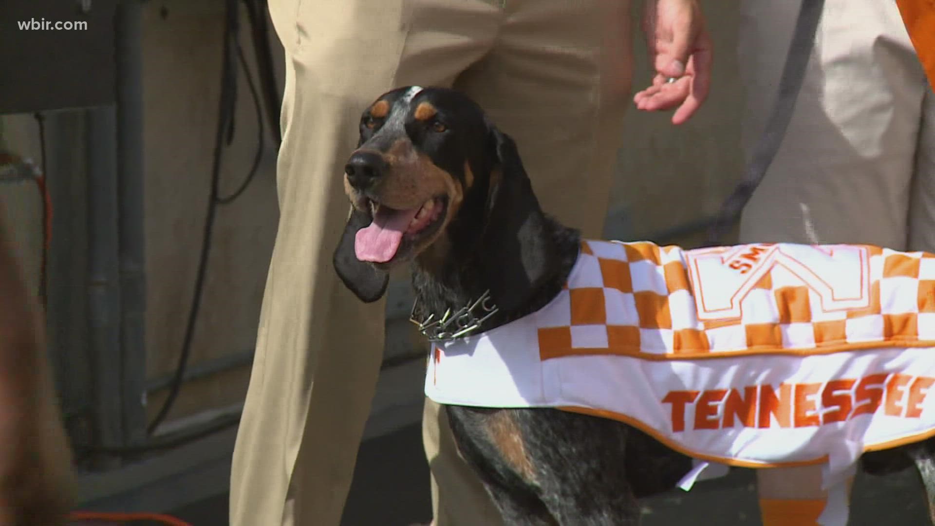 Smokey the Bluetick Coonhound was chosen as UT's mascot during a contest in 1953.