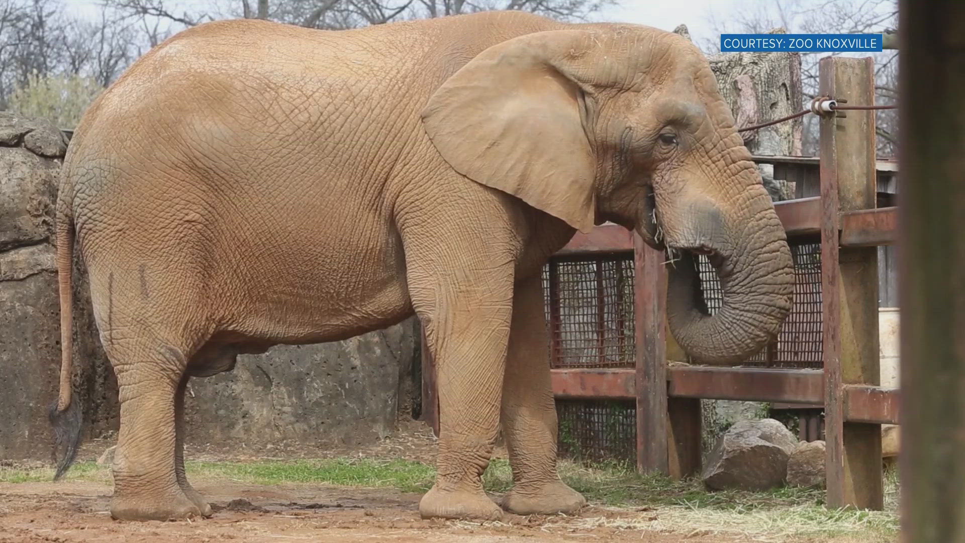 The zoo was initially preparing Tonka to be transported to an Elephant Sanctuary in Middle Tennessee. The zoo said they will officer hospice care for the 46-year-old