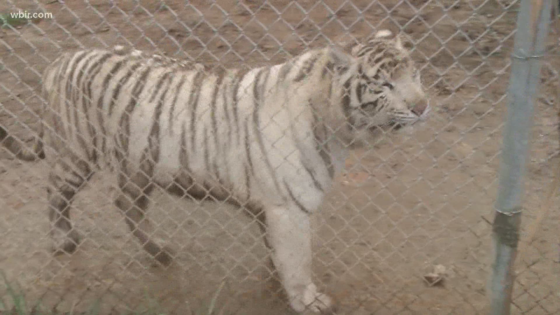 A worker at Tiger Haven in Roane County was bitten by a big cat. She was being treated in the hospital.