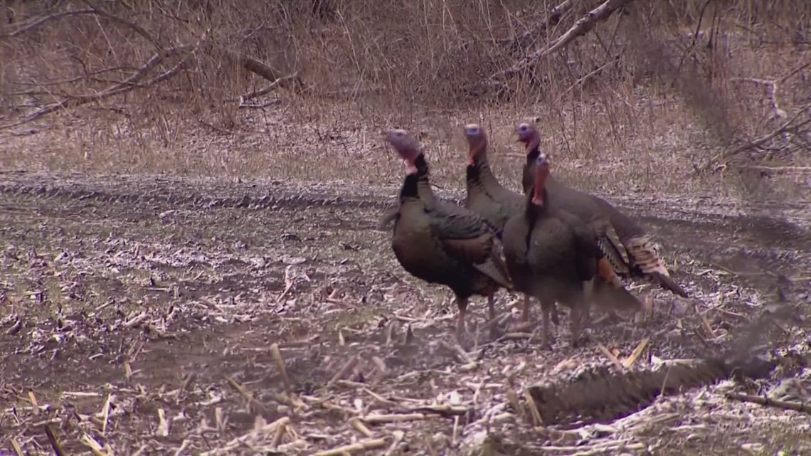 TWRA tracking turkey population through wildlife survey open until Aug