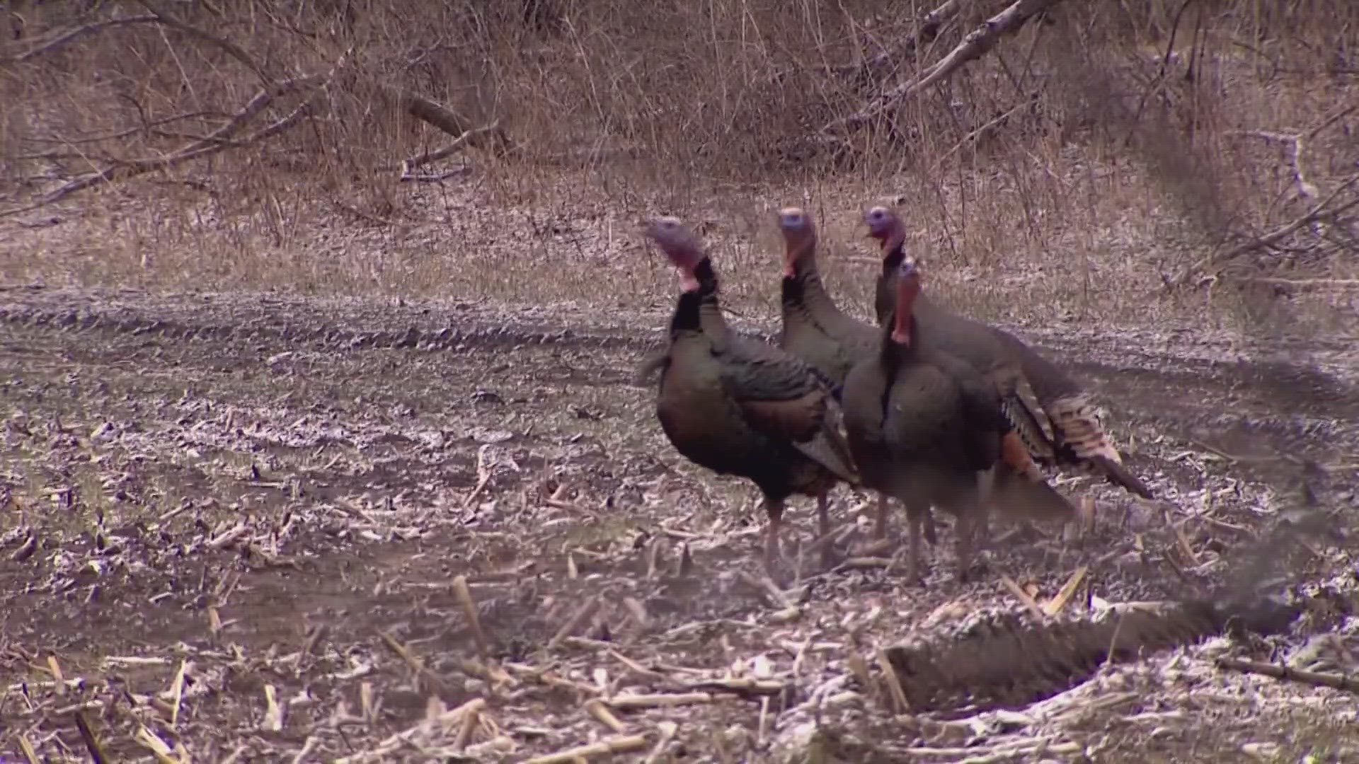 The Wild Turkey Observation Survey is used to help the TWRA get an idea about the turkey population on a statewide scale.