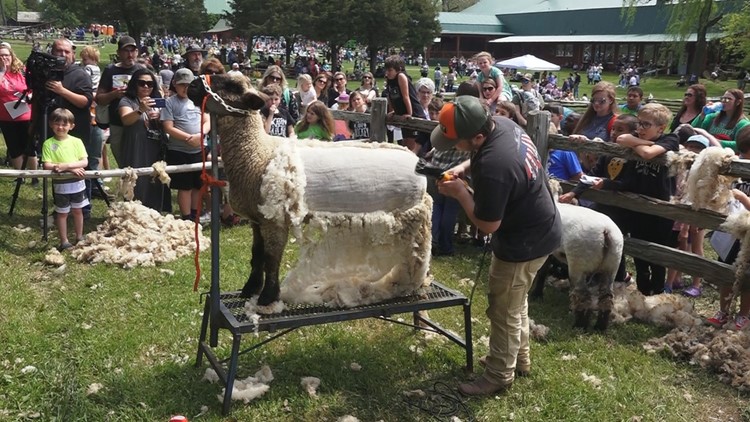 It's baaaaack! | Museum of Appalachia hosts annual Sheep Shearing Days