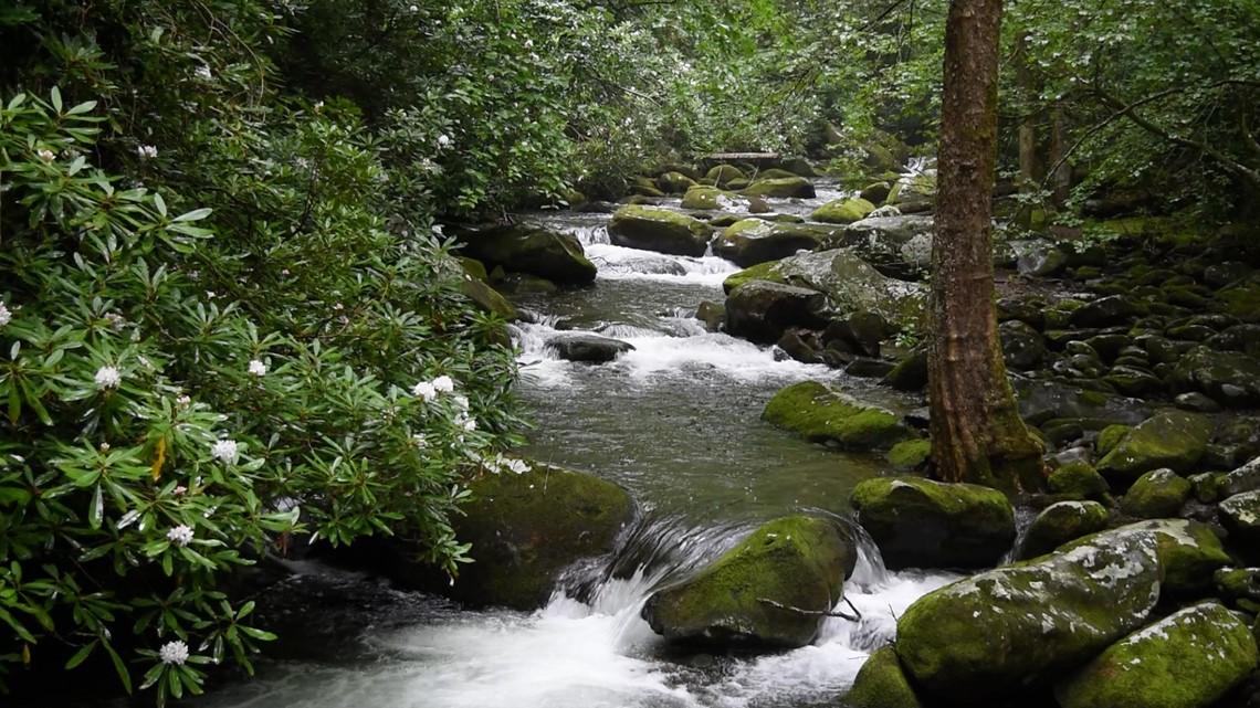 Hiking on Thunderhead Prong Quiet Walkway in the Smokies