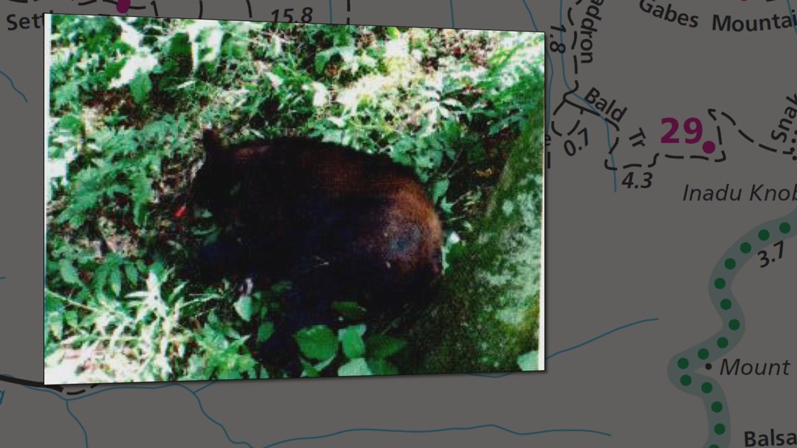 Bear attacks teen, charges rangers in Great Smoky Mountains