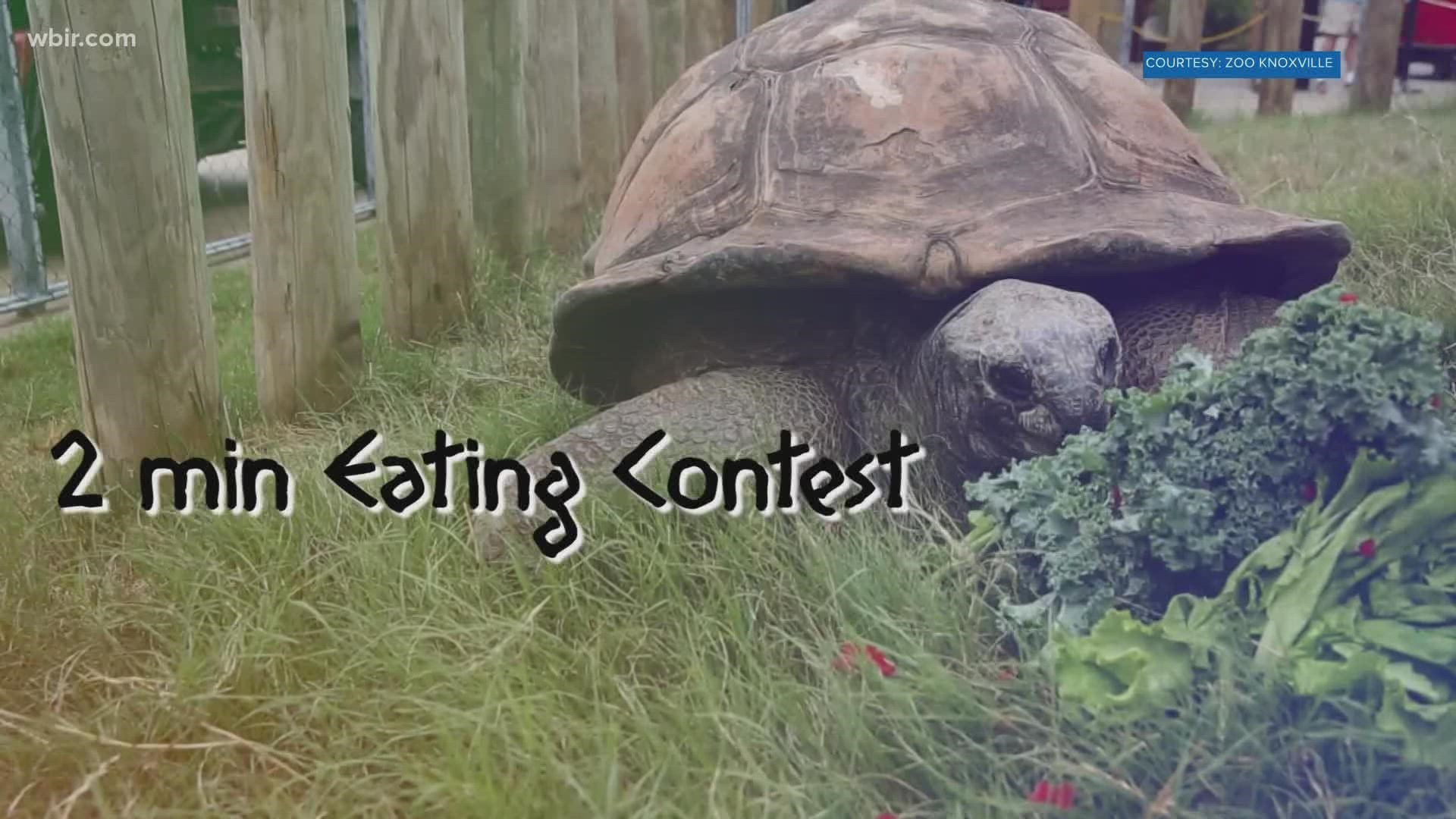 Zoo Knoxville will host its own version of the Olympic games with its giant tortoise — Big Al.
