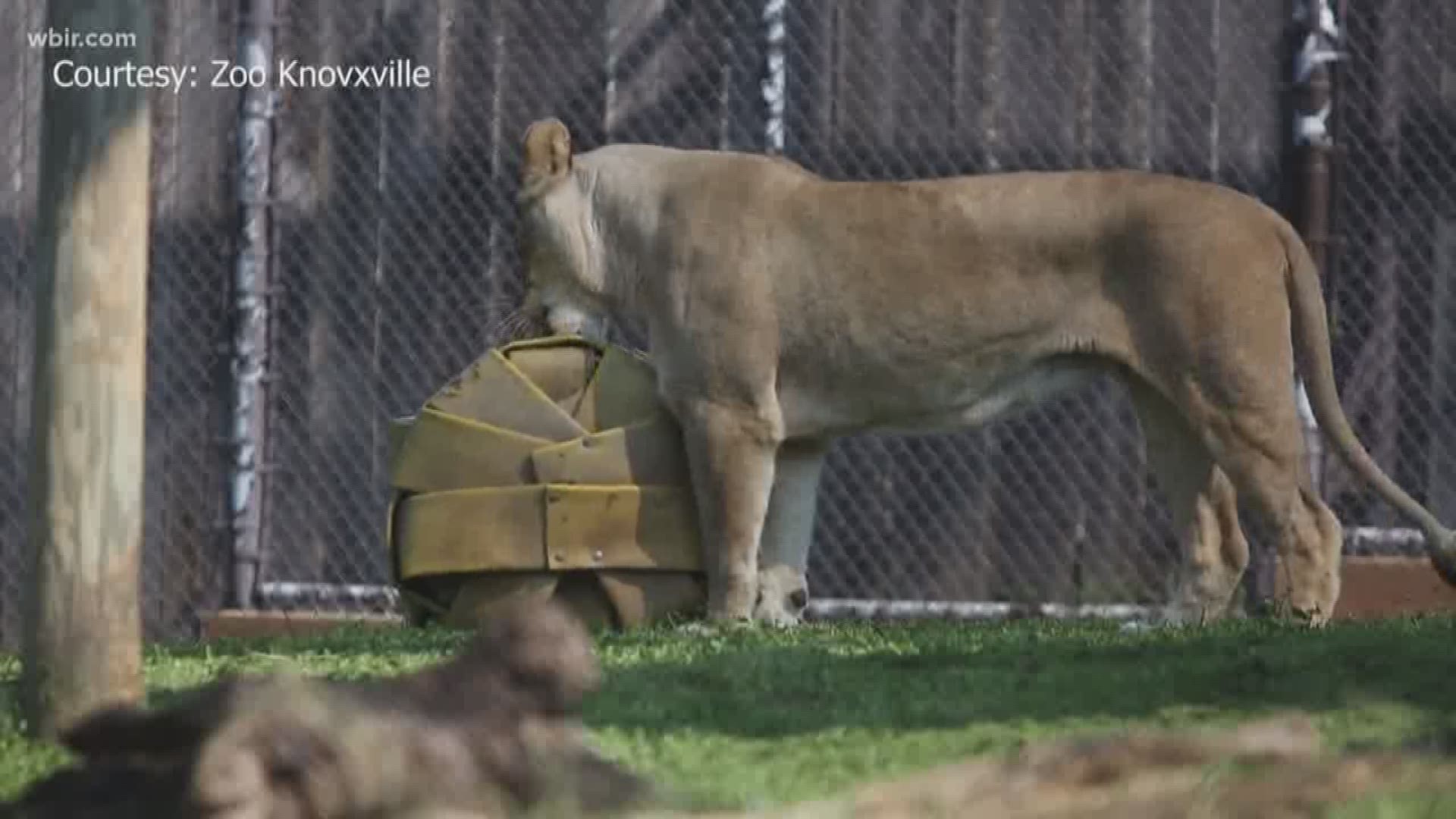 We wondered what animals Zoo Knoxville would pick if they cast for 'The Lion King'. Disney's "The Lion King" is out on July 19. July 16, 2019-4pm.