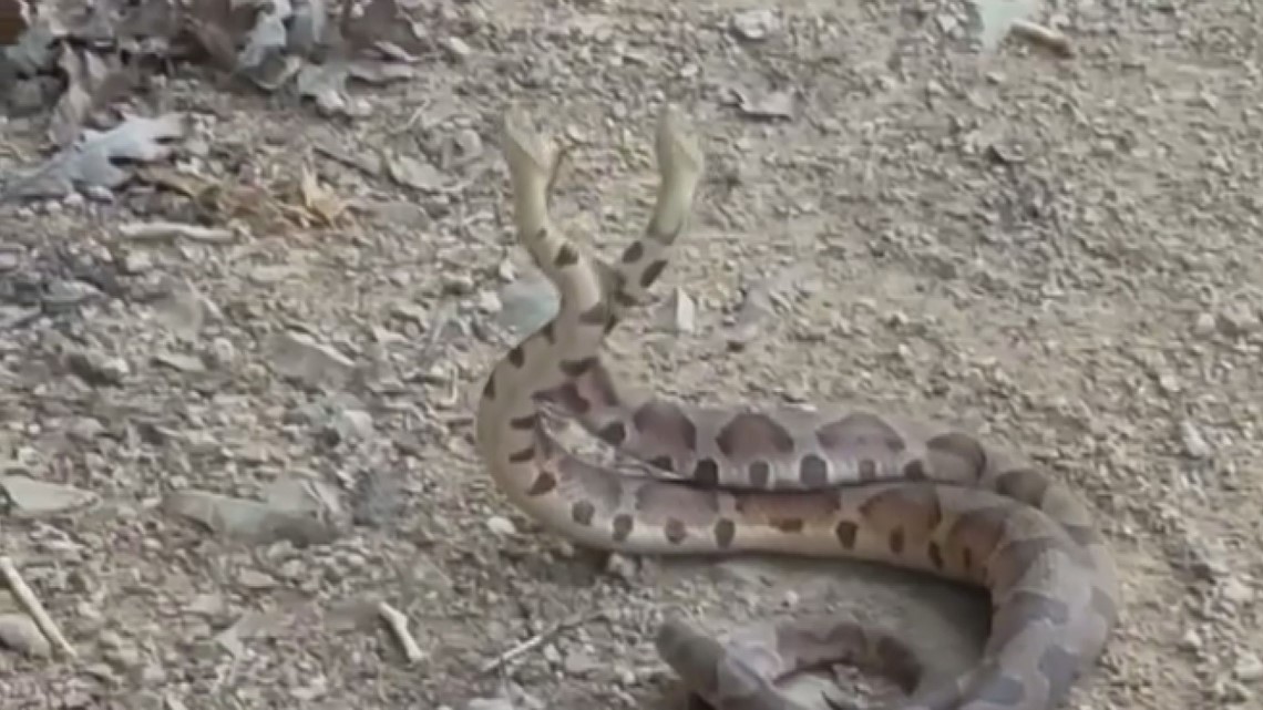 Fighting... or mating? Two Tennessee copperhead snakes wrestle it out ...