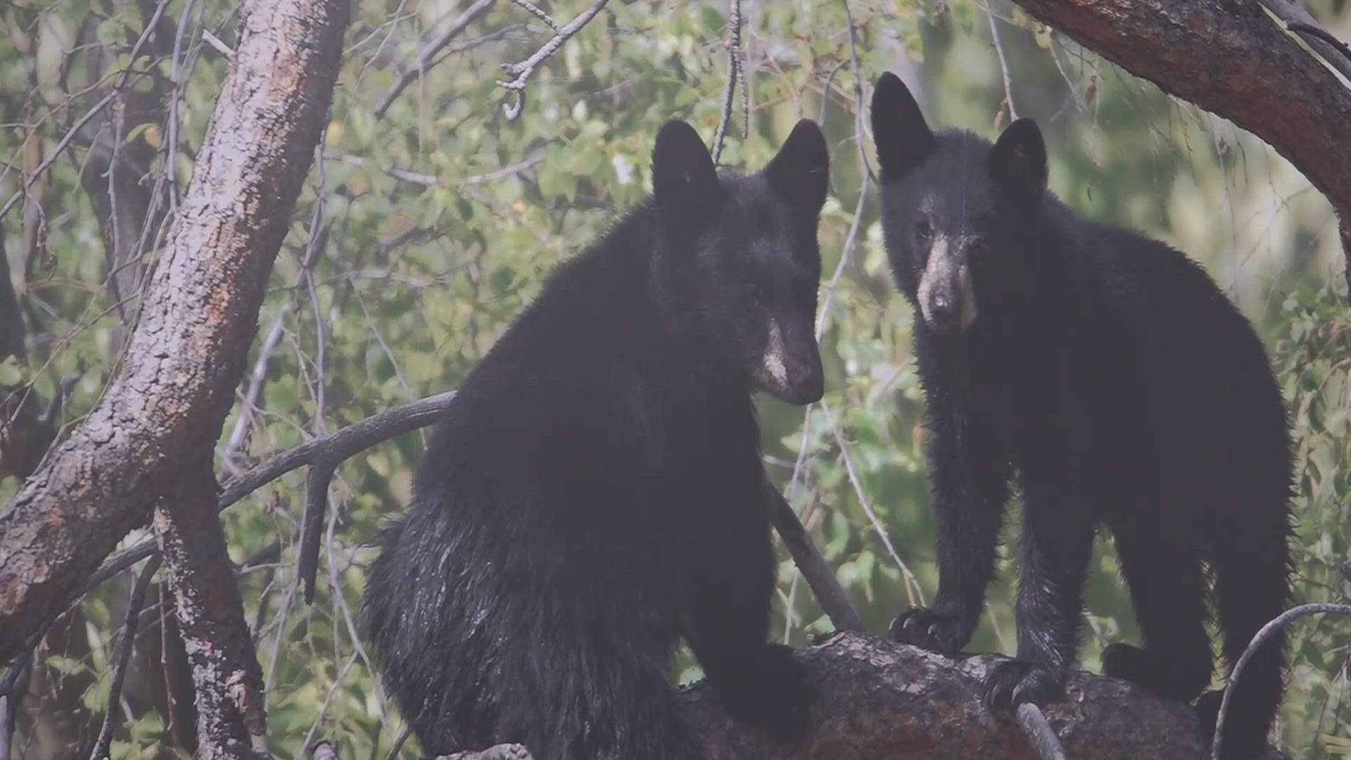 The TWRA said there are more bears in the area than ever before, with GPD reporting an increase in human traffic as well.