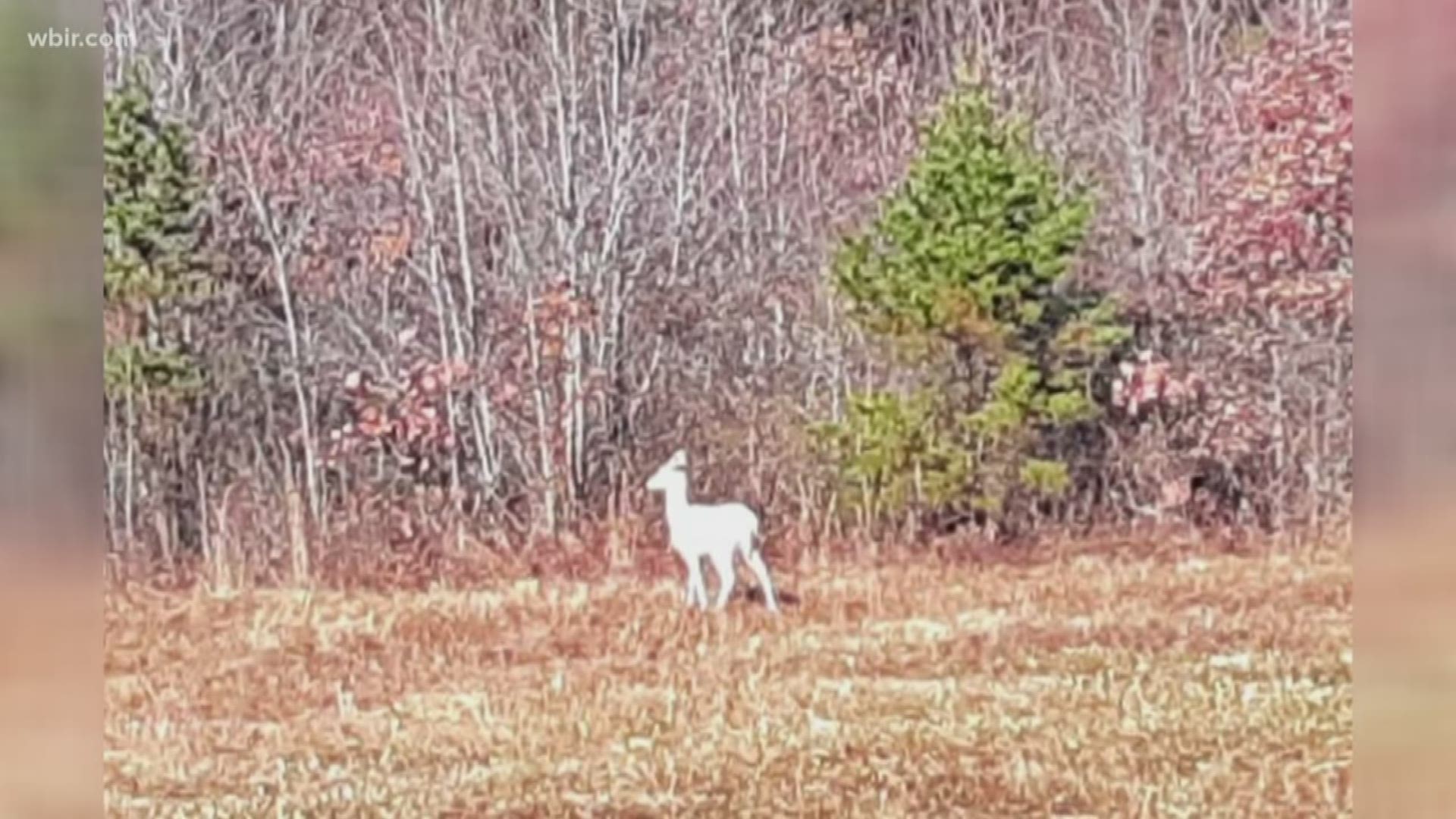 The TWRA said this rare deer is protected from hunting under state law. While rare, you still have a small chance of seeing one, stunning in white.