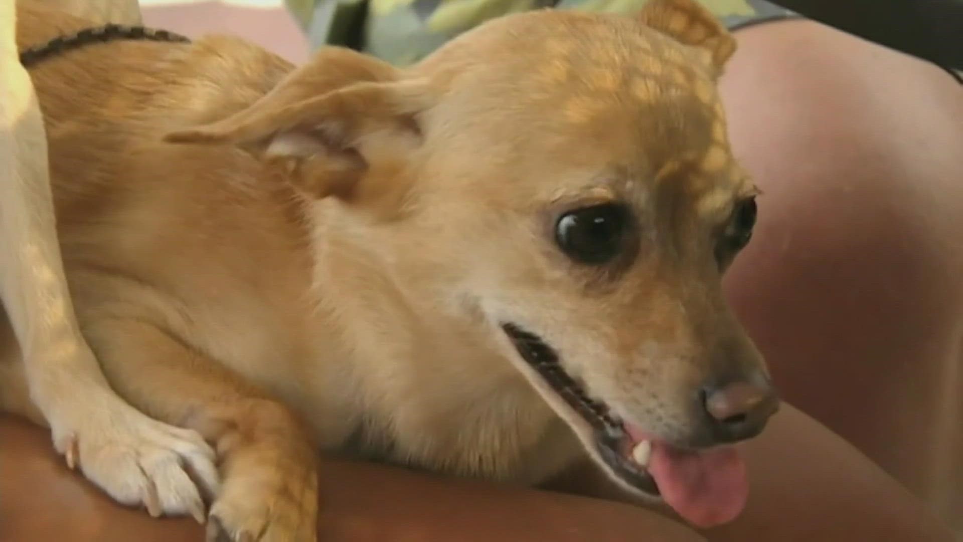 UT College of Veterinary Medicine gives tips on how to manage your pet's allergies.
