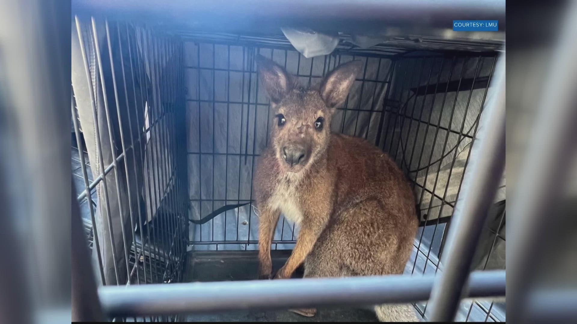 A spokesperson with LMU said the wallaby was seen hopping across campus around 9 a.m.