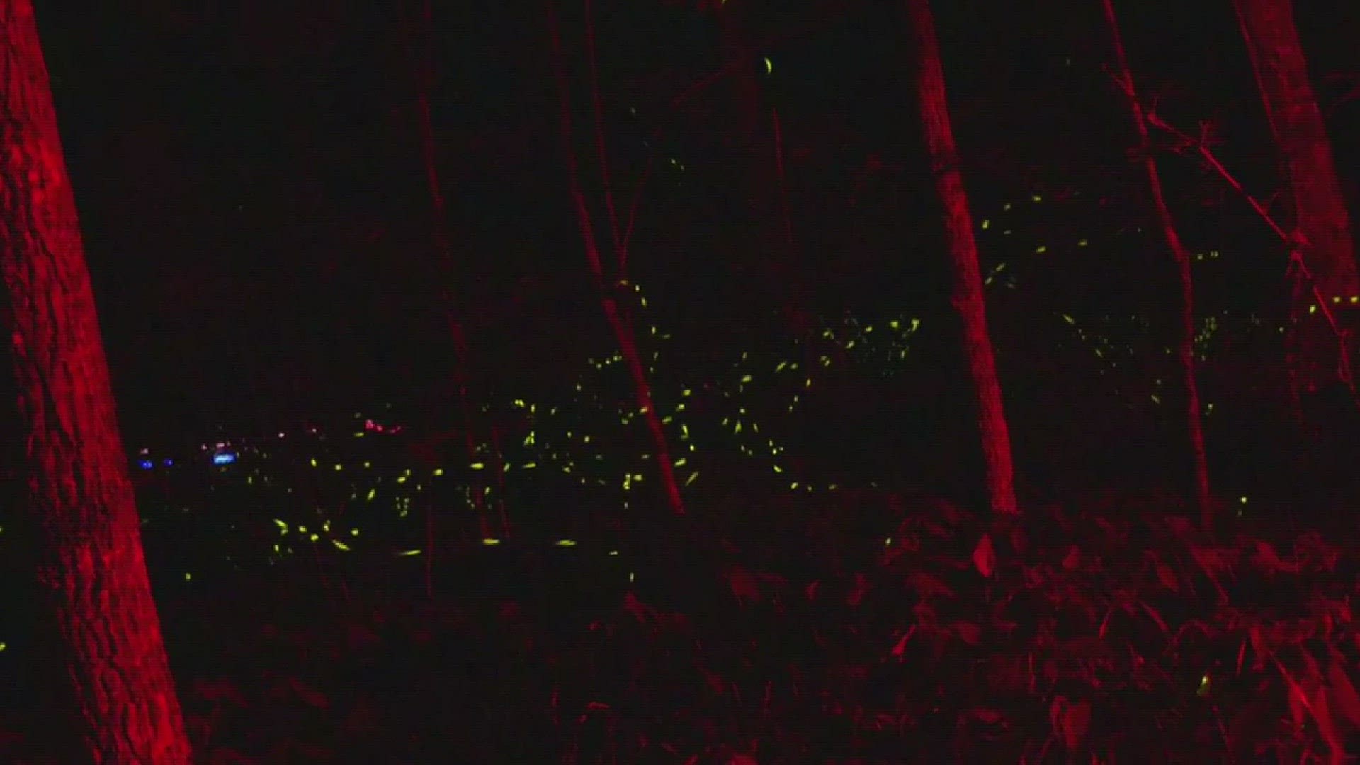 GSMNP Lottery system for synchronous firefly event tickets