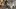'Overwhelmed. Heartsick. Stressed': 80 puppies, dogs rescued from home in Ohio