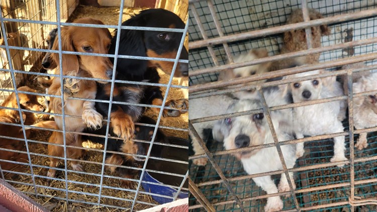 'Overwhelmed. Heartsick. Stressed': 80 puppies, dogs rescued from home in Ohio