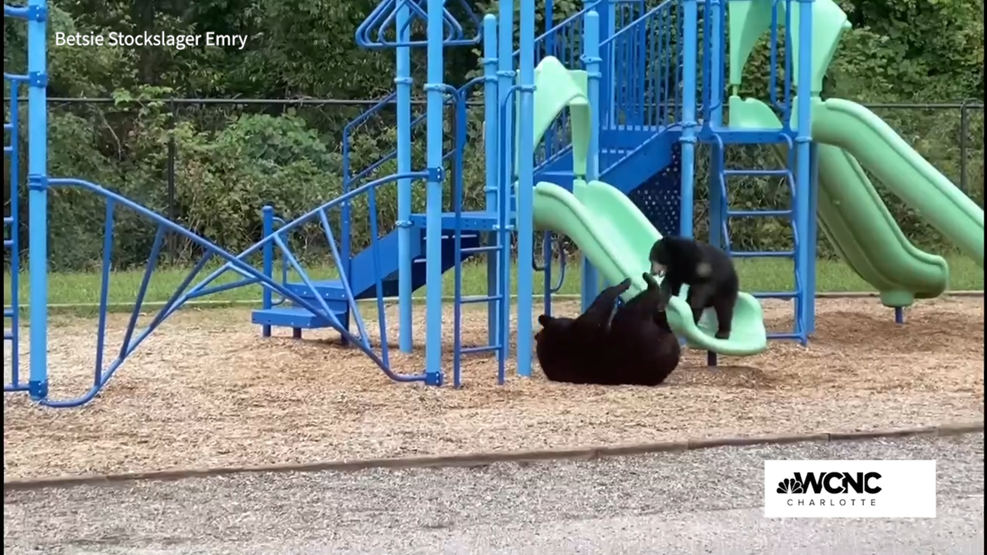 Two bears were seen playing on a school playground at Isaac Dickson Elementary School in Asheville, North Carolina.
