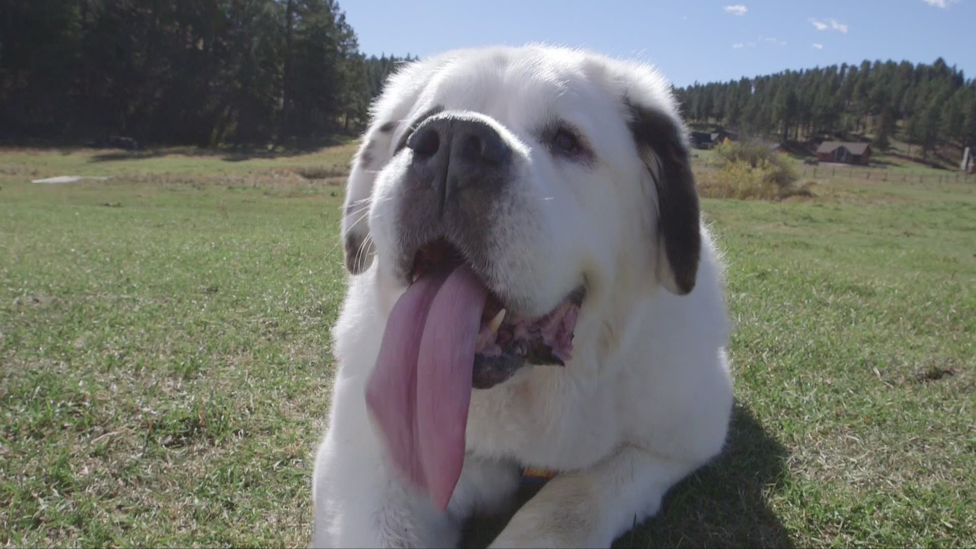 Mochi now has two titles to her name, a very good girl and world record holder. The Saint Bernard has licked the competition and won the world record for the longest tongue.