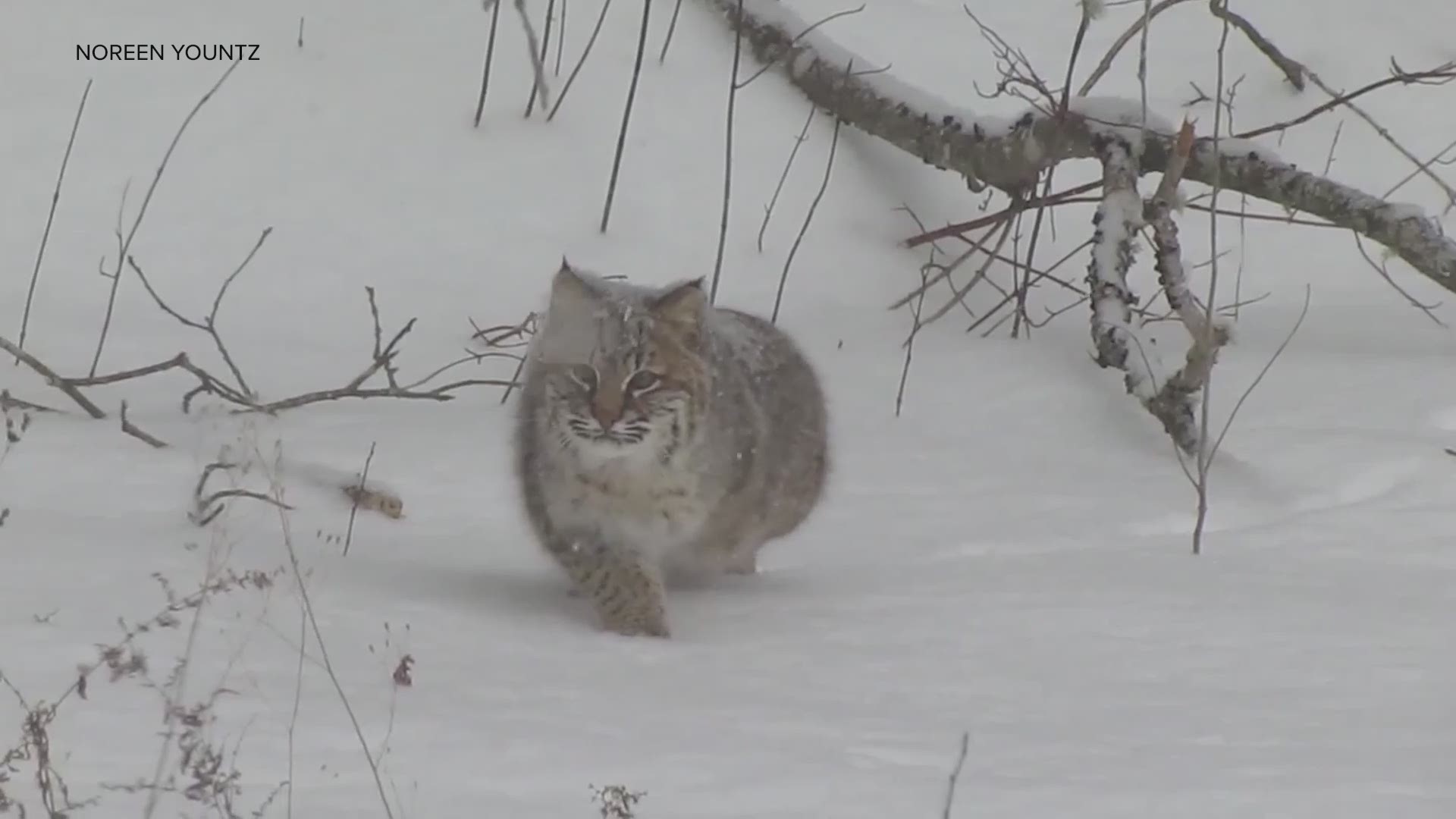 Bobcat stalks squirrel in central Maine