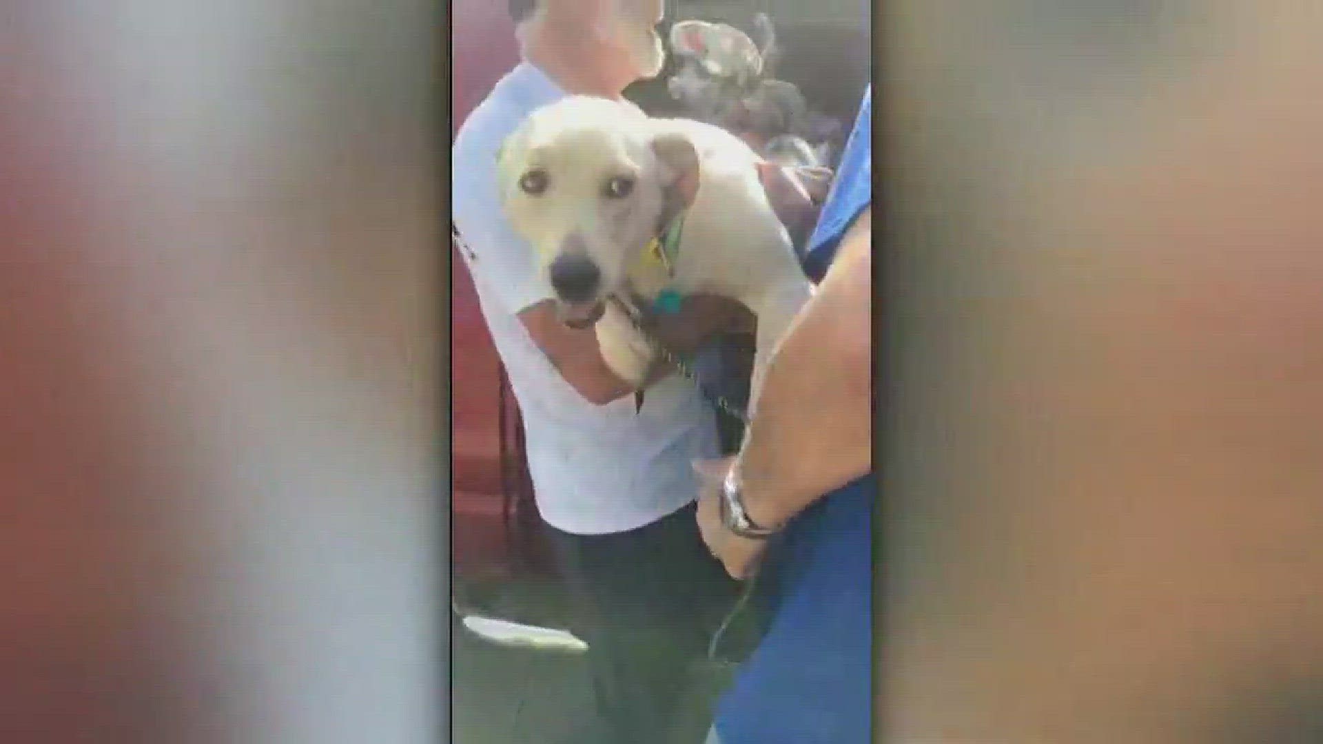 Family dog, Daisy Mae found after Plano car crash