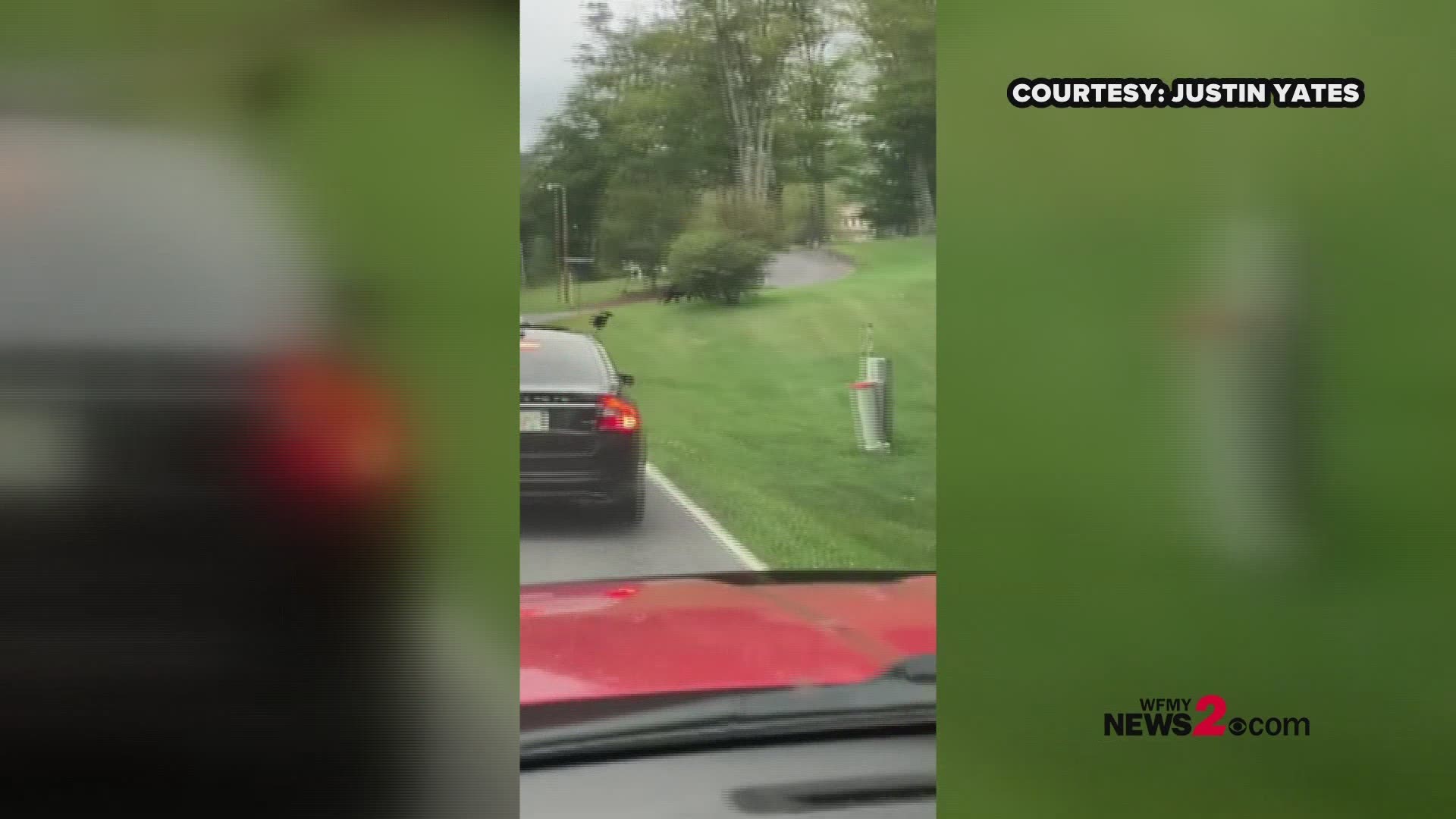 Cuteness alert! Drivers brake for four cubs following a mama bear across a road in Banner Elk, North Carolina on Monday.