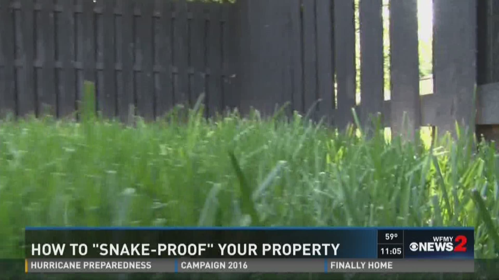 Black Snakes vs Copperheads What You Need to Know