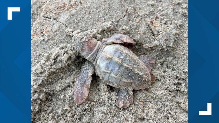 Rare white sea turtle found on NC's Outer Banks