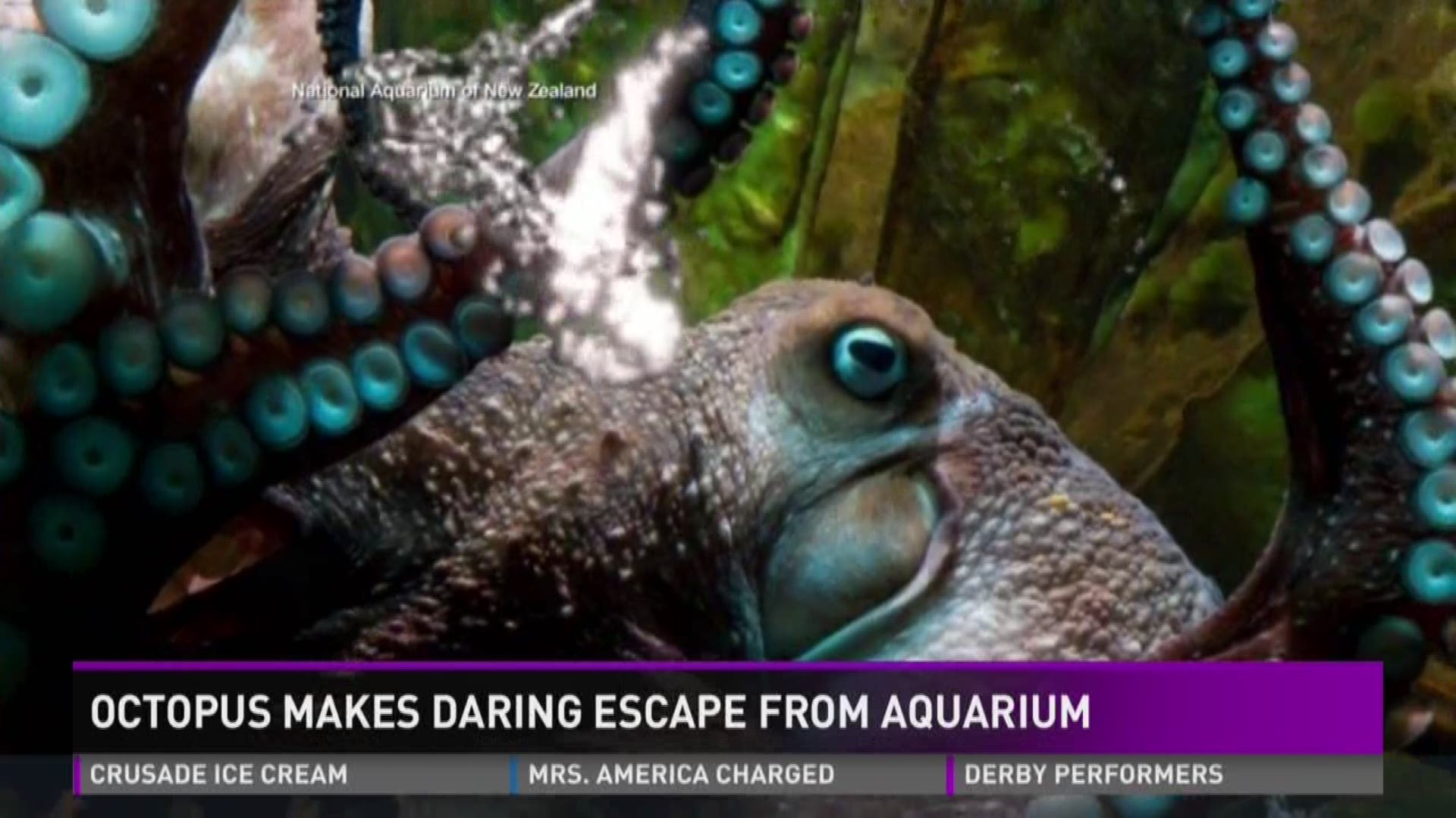 Octopus makes daring escape from aquarium