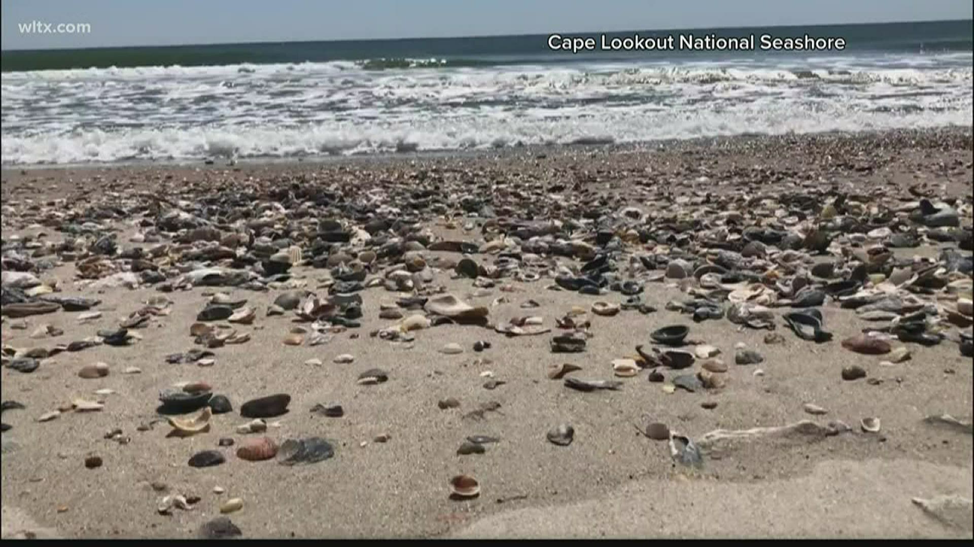 Possible recordsetting sand dollar found in Florida